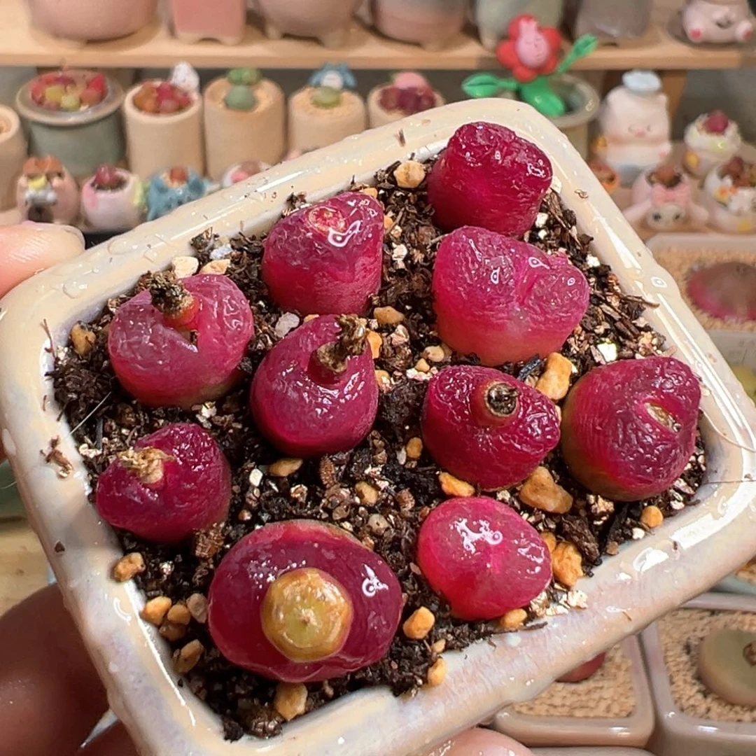 多肉植物27号紫红毛毛