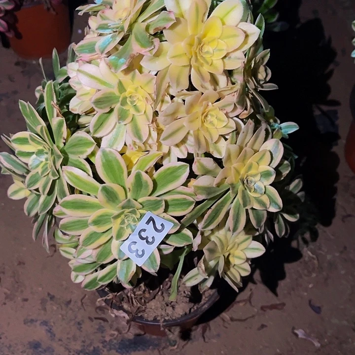 233艳日伞多肉植物处理不售后