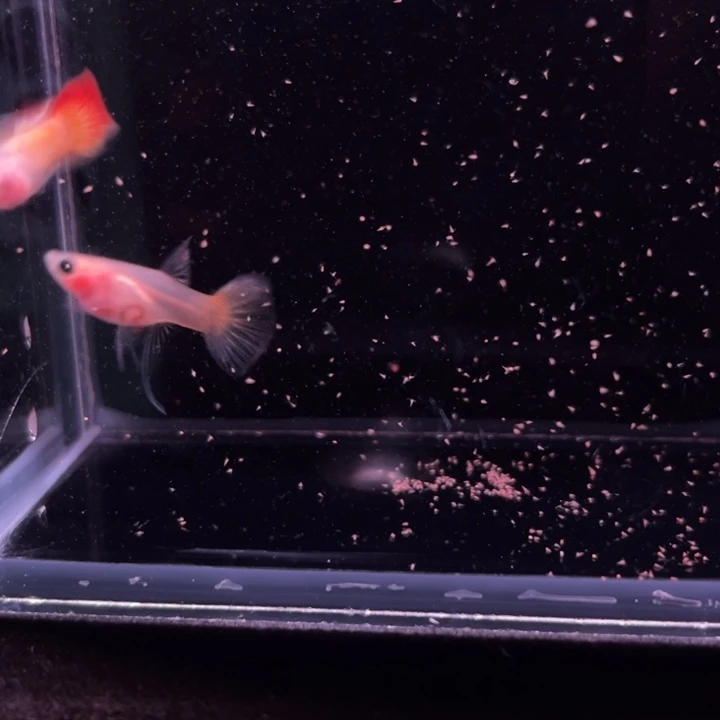 孔雀鱼日落玻璃猫大C1对