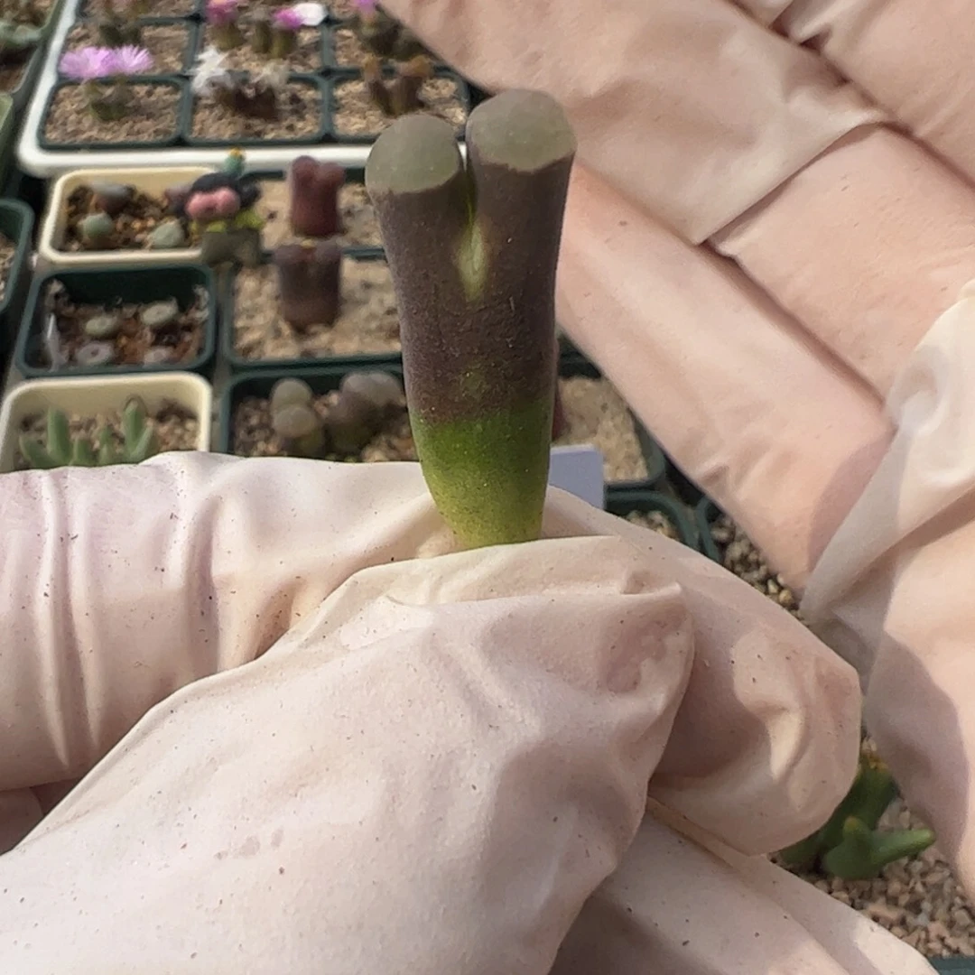 568 好看的多肉冲冲冲q