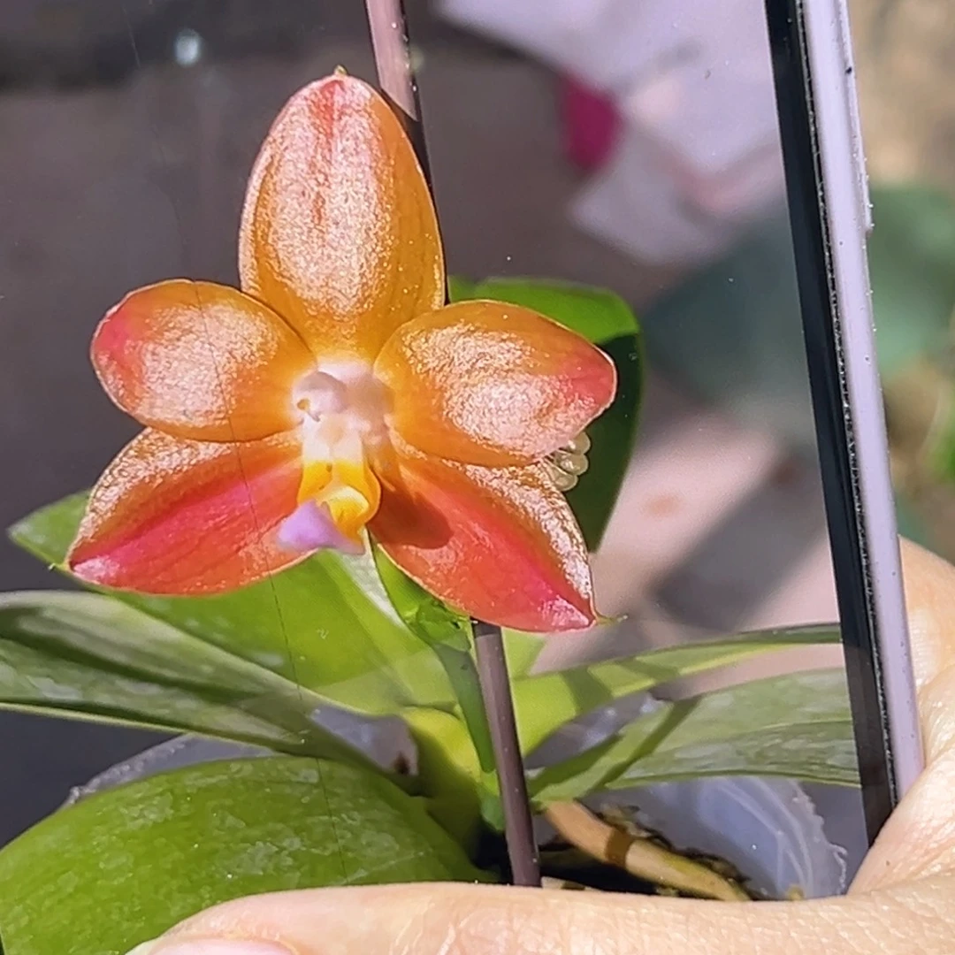 当前无花栽培后可以开花