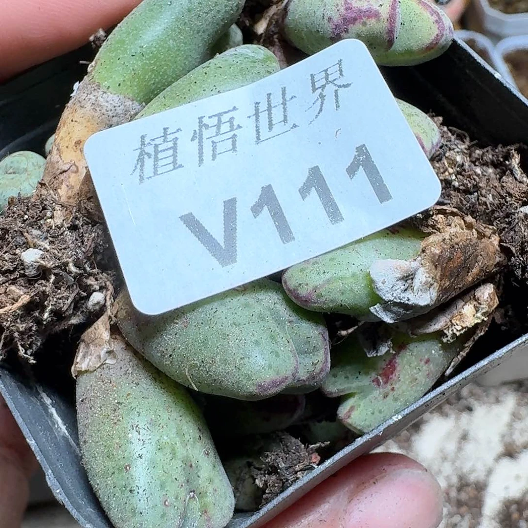 111号的润泽额f g多肉植物哇