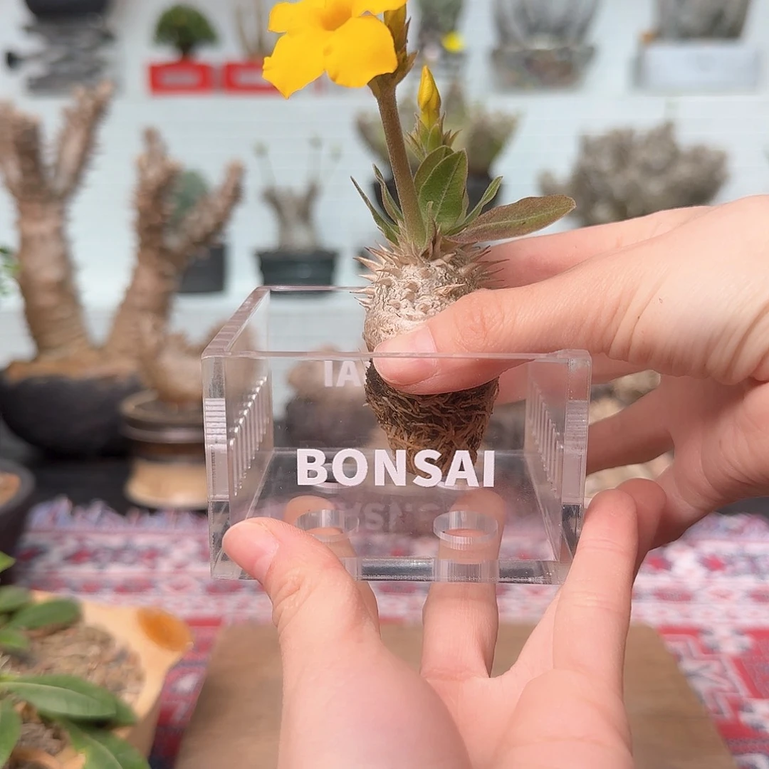 要**？惠比须笑上亚克力盆