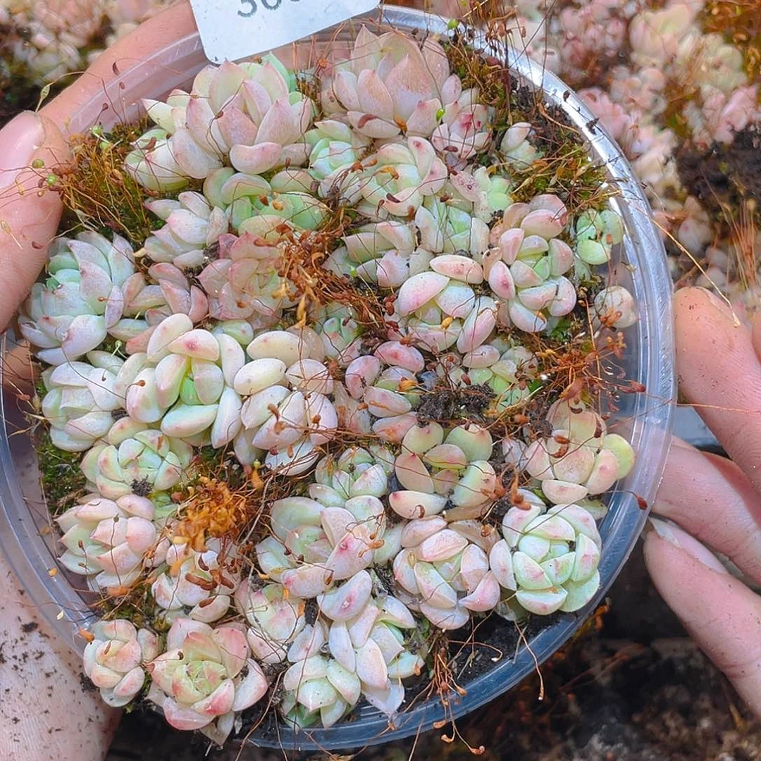 305灵玉珍妮。    量拍