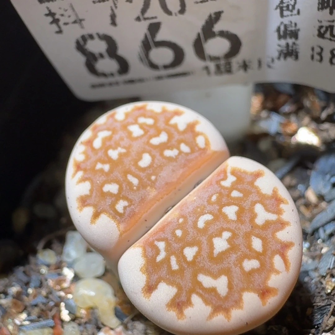 Sss生石花便宜卖了866