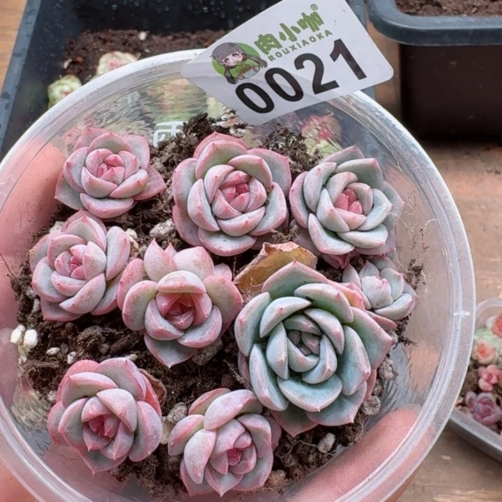 多肉植物多肉植物