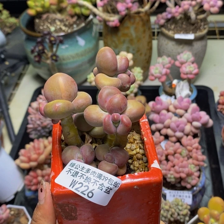 226芒果奶kk奶多肉8c m