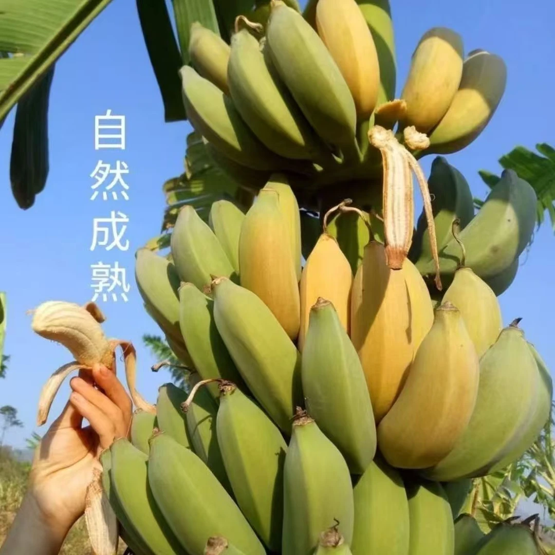 （鼠贝贝专属）云南自然熟孕妇当季高山薄皮现摘水果应季甜新鲜芭蕉