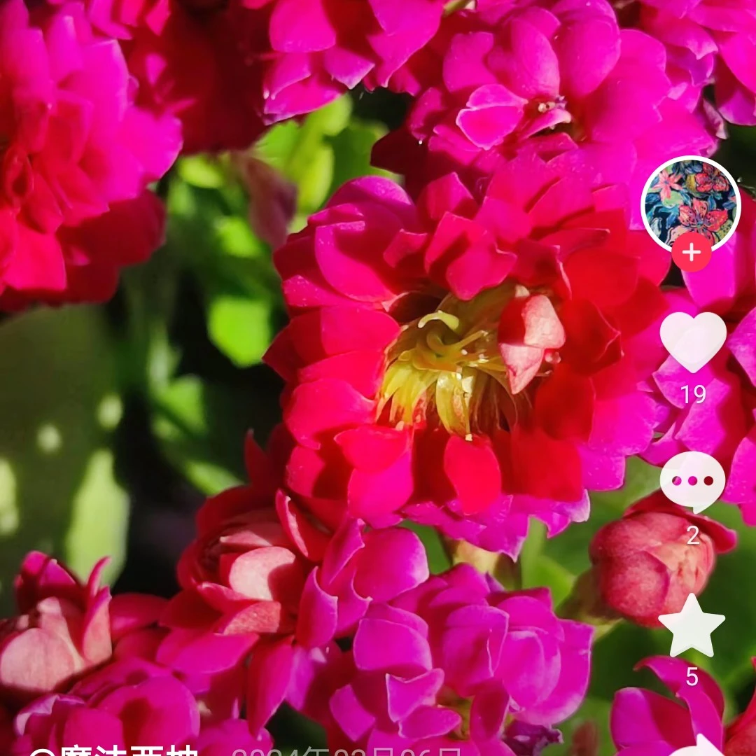 紫斌 独杆长寿紫色网红品种