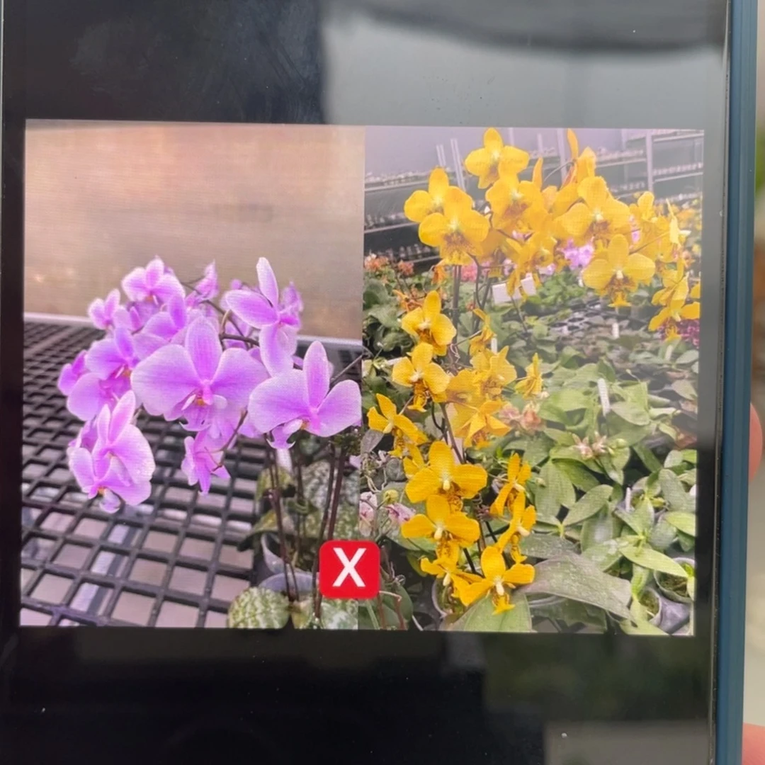 完全开放DJ，西交黄史，2.5杯抽梗苗