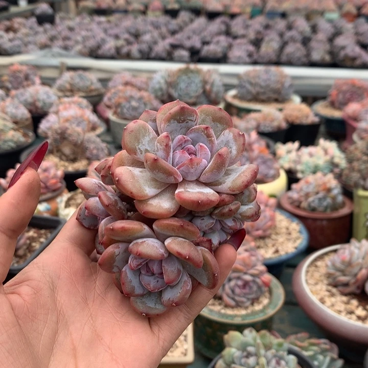 四头石榴籽带缀花花