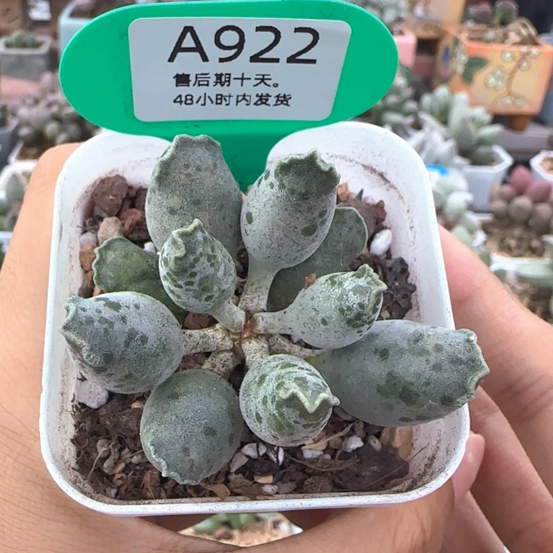 白肌海豹。  922。
