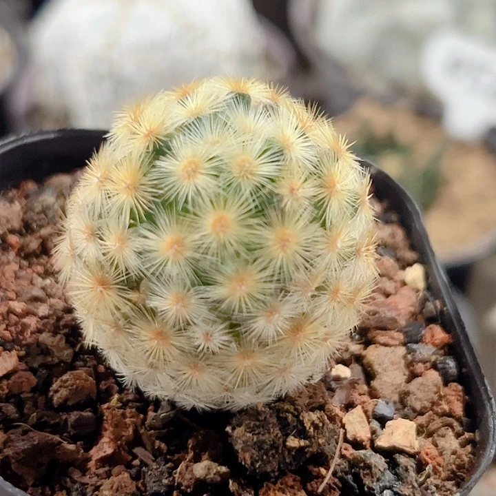 黄刺嘉纹丸实生仙人球