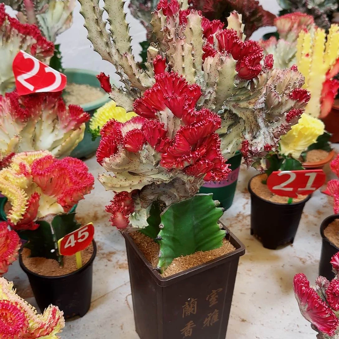 一物一拍彩麒麟无根木架走