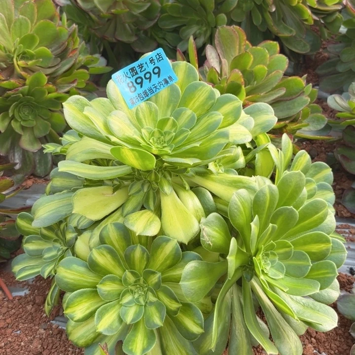 翡翠琉璃8999多肉植物
