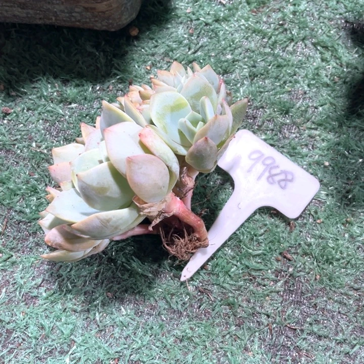 凤缘9988号码牌子的话题