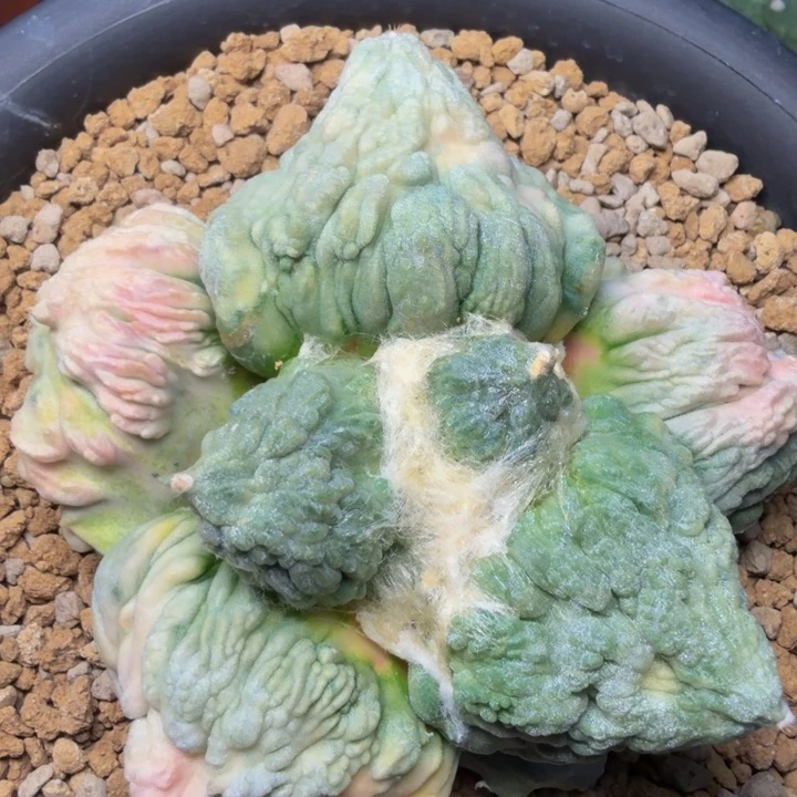 梦幻白锦七彩蓝色外星血怒