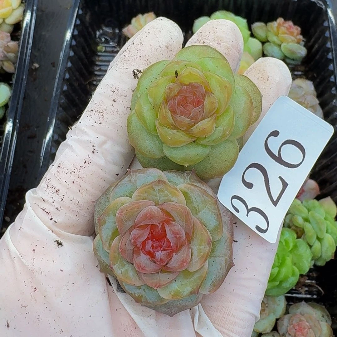 多肉植物多肉植物326