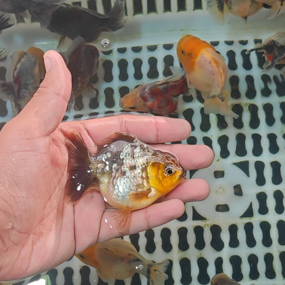 两只泰狮金鱼包邮