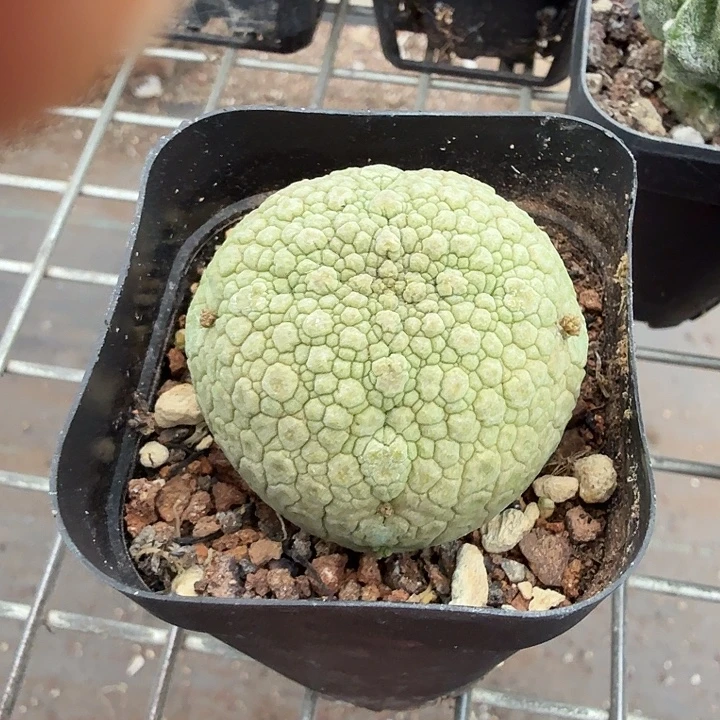 实生凌提玉4仙人球