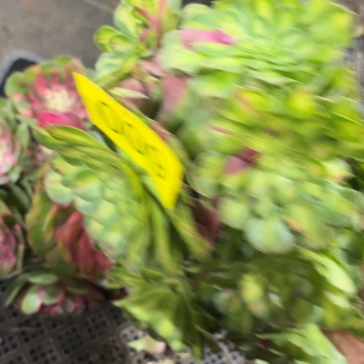 哈哈多肉葡萄福利来009