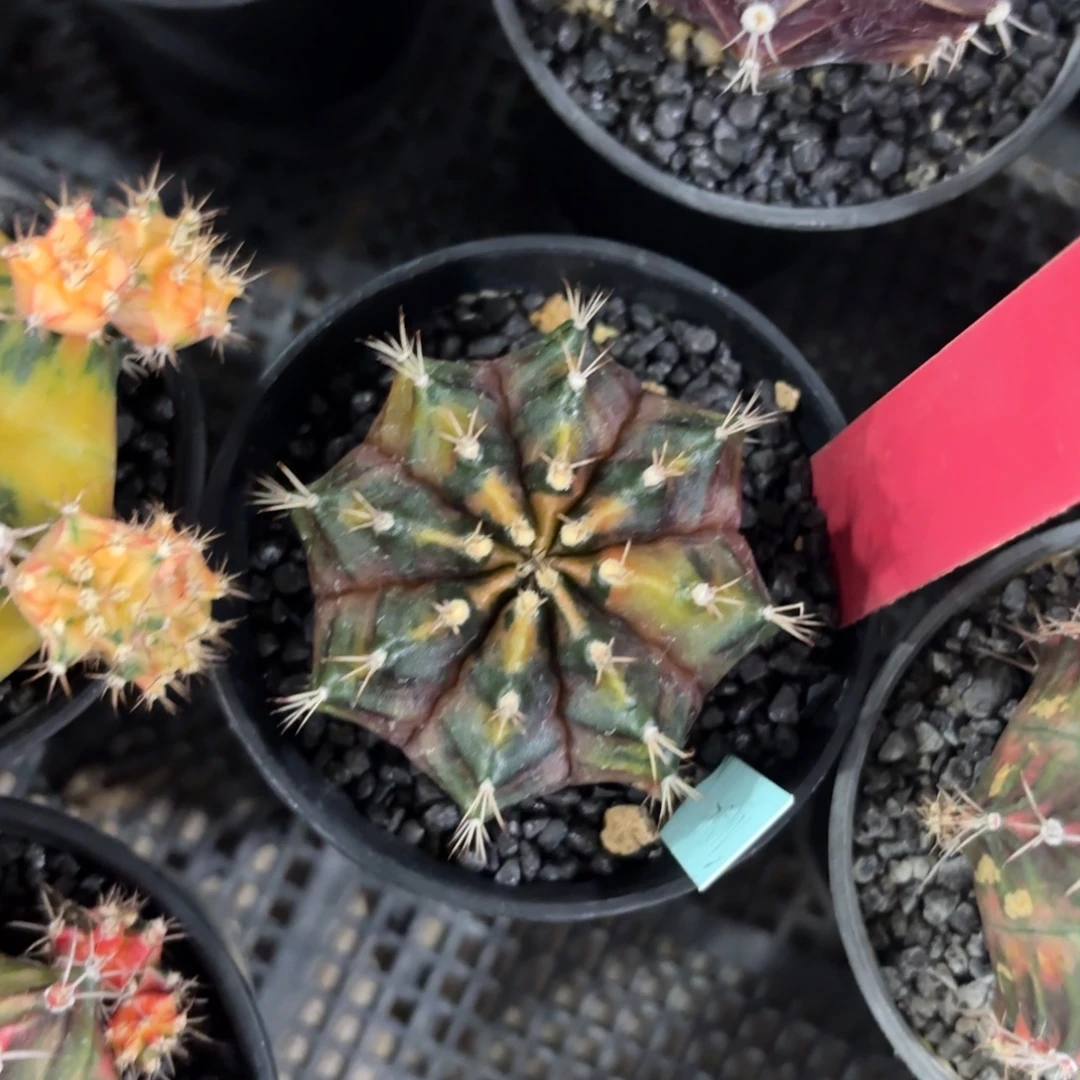 L595-1220泰国发货 nika