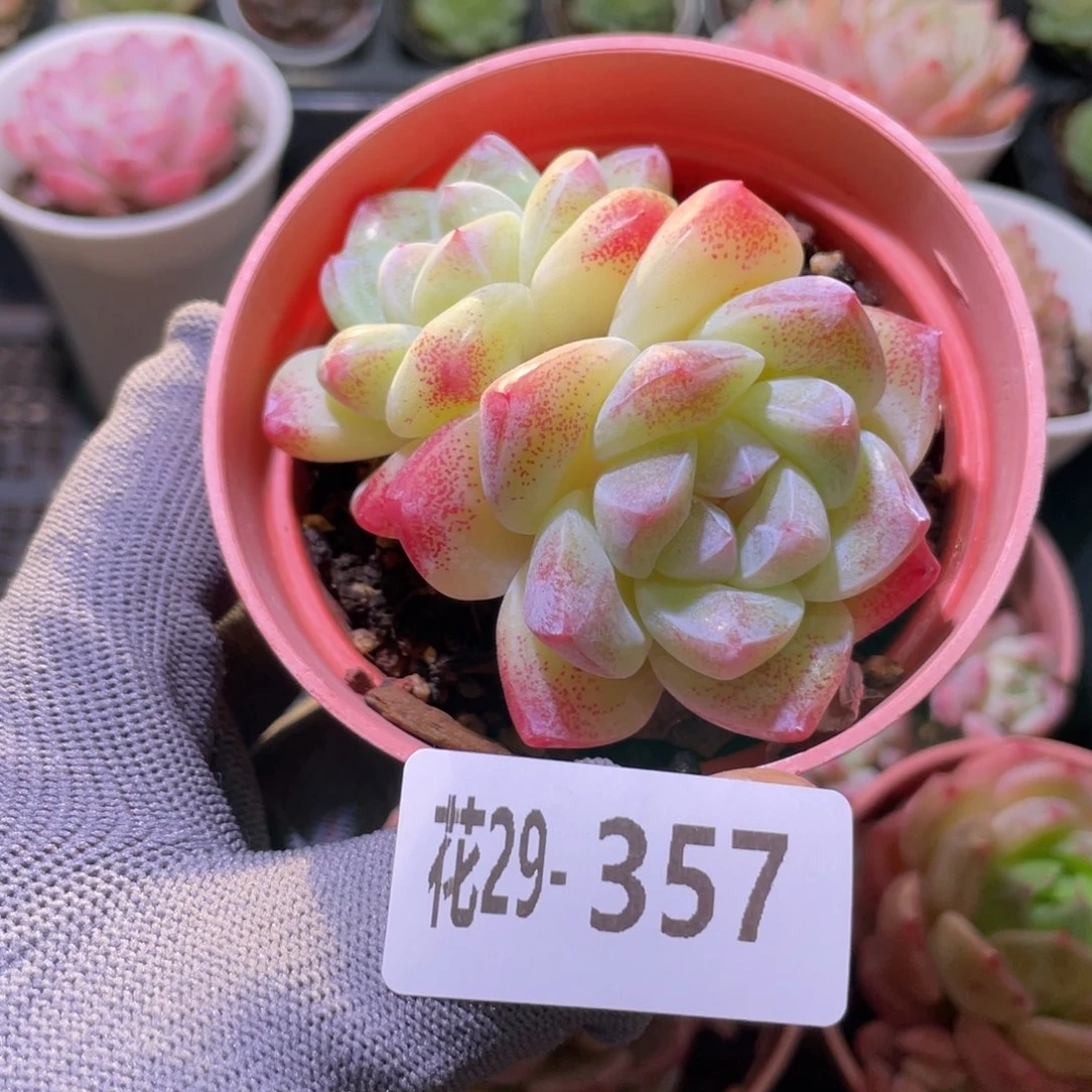 花利美29-357冰玉