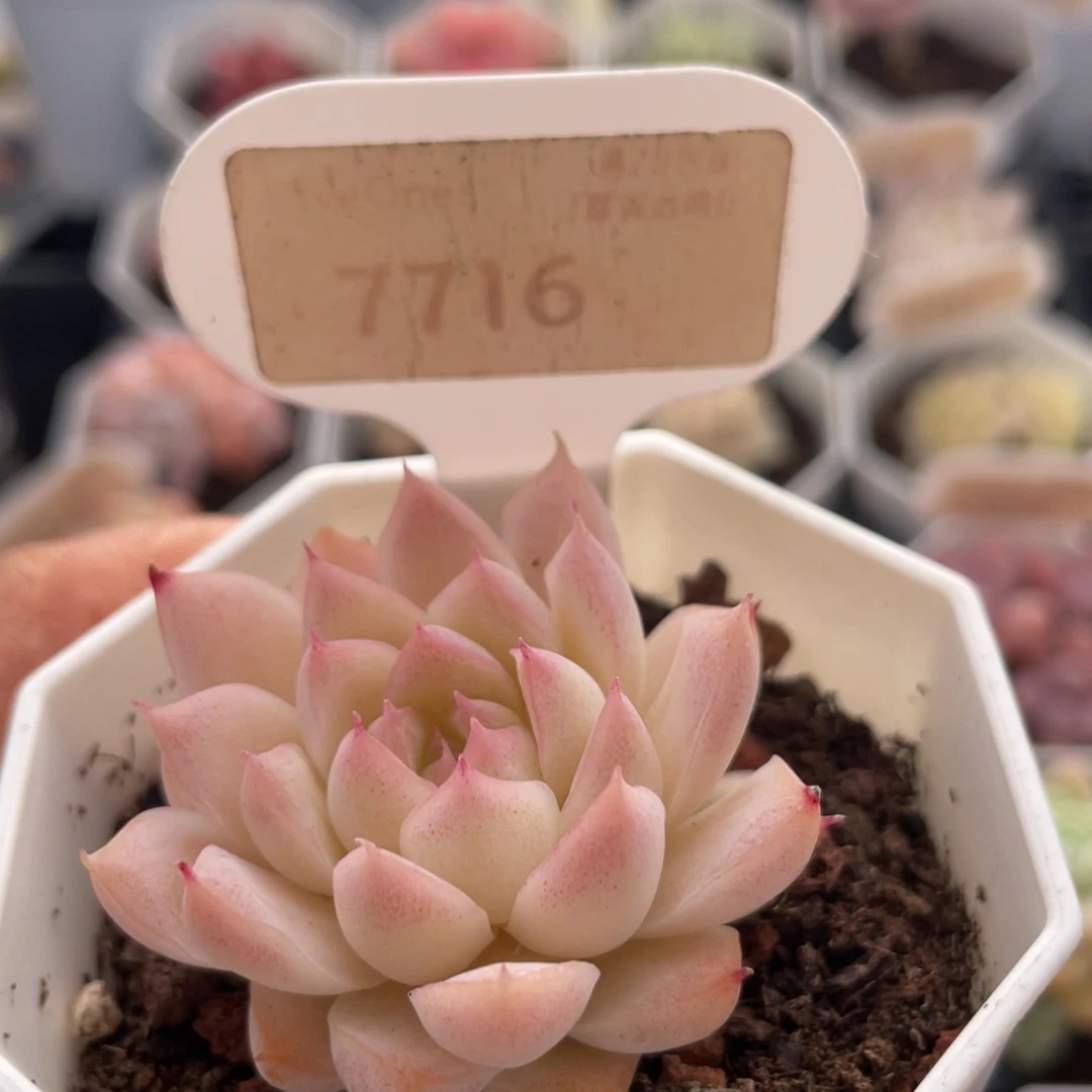 桃熏女王7716-4.5厘米