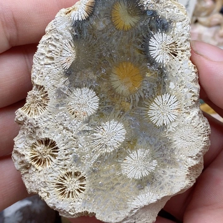 硅化珊瑚（珊瑚玉）未镶嵌颈饰