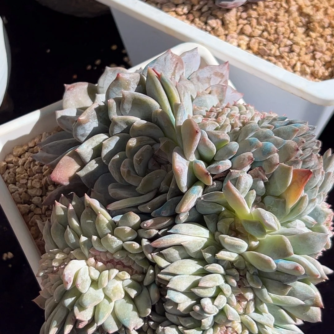 新年快乐 新年快乐