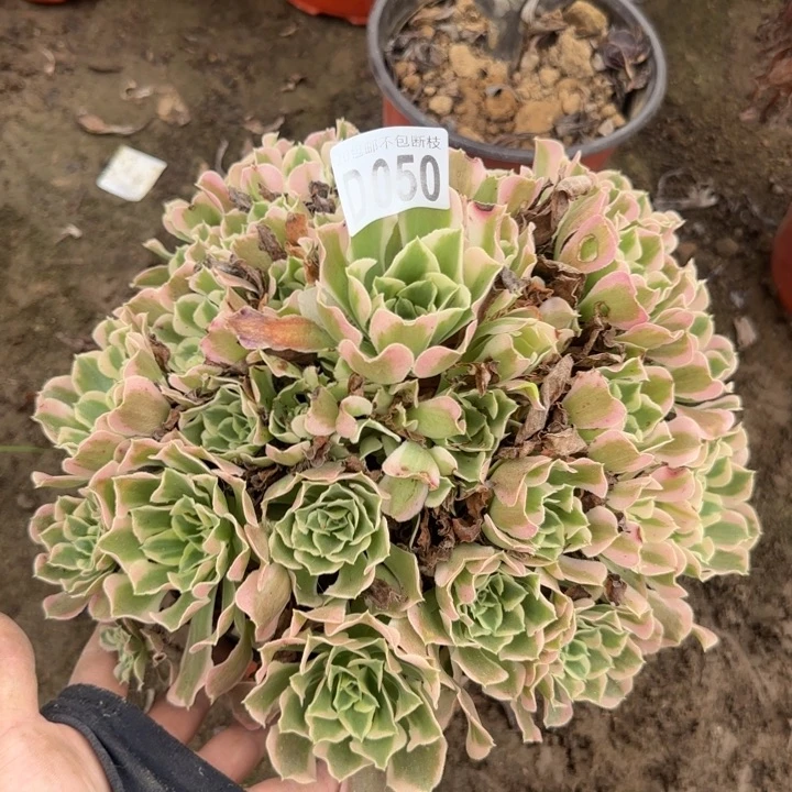 白凤……多肉植物……