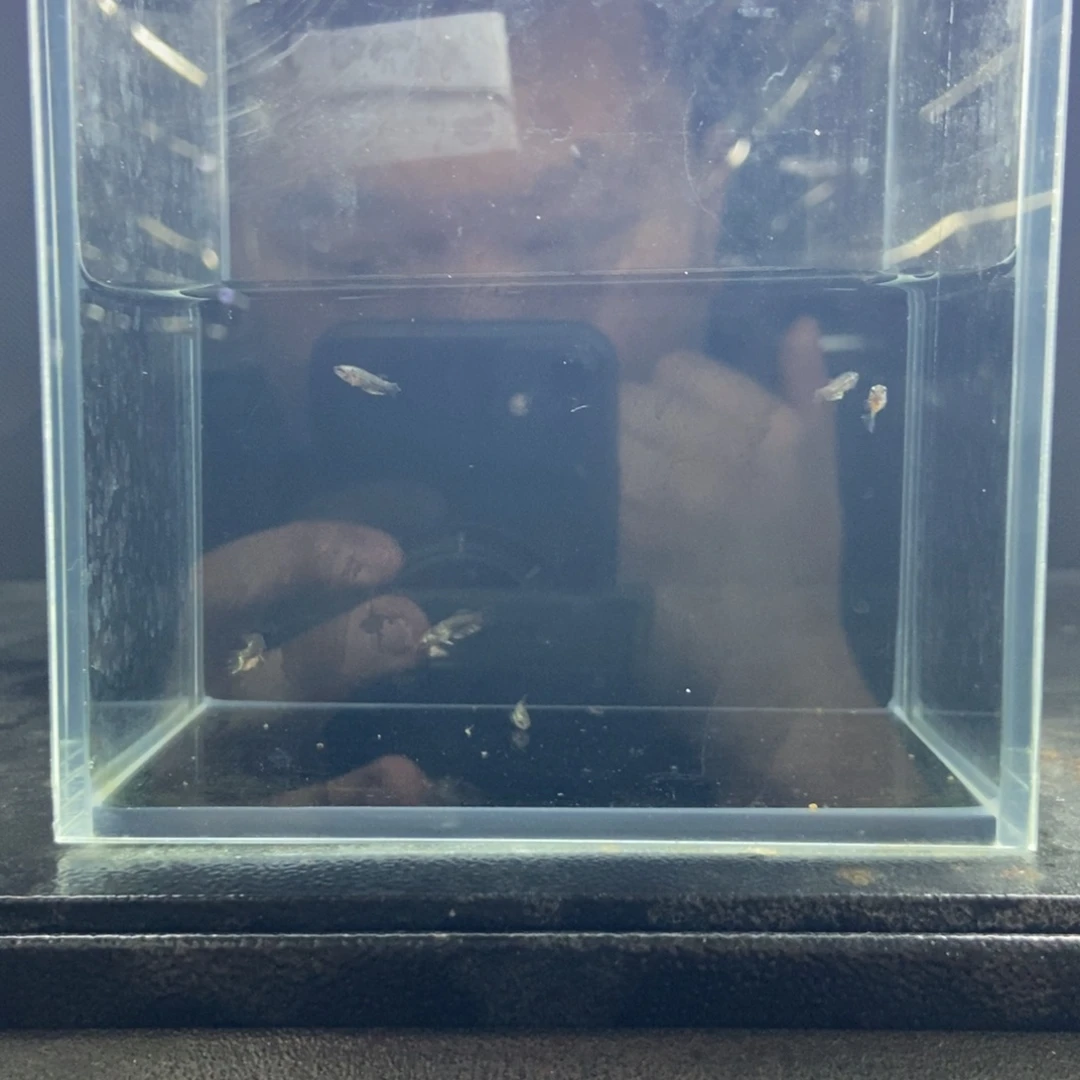 斗鱼包活不包损所见即所得507