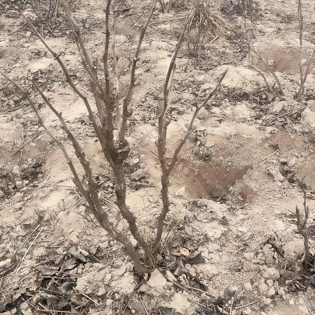 完全开放11111111111