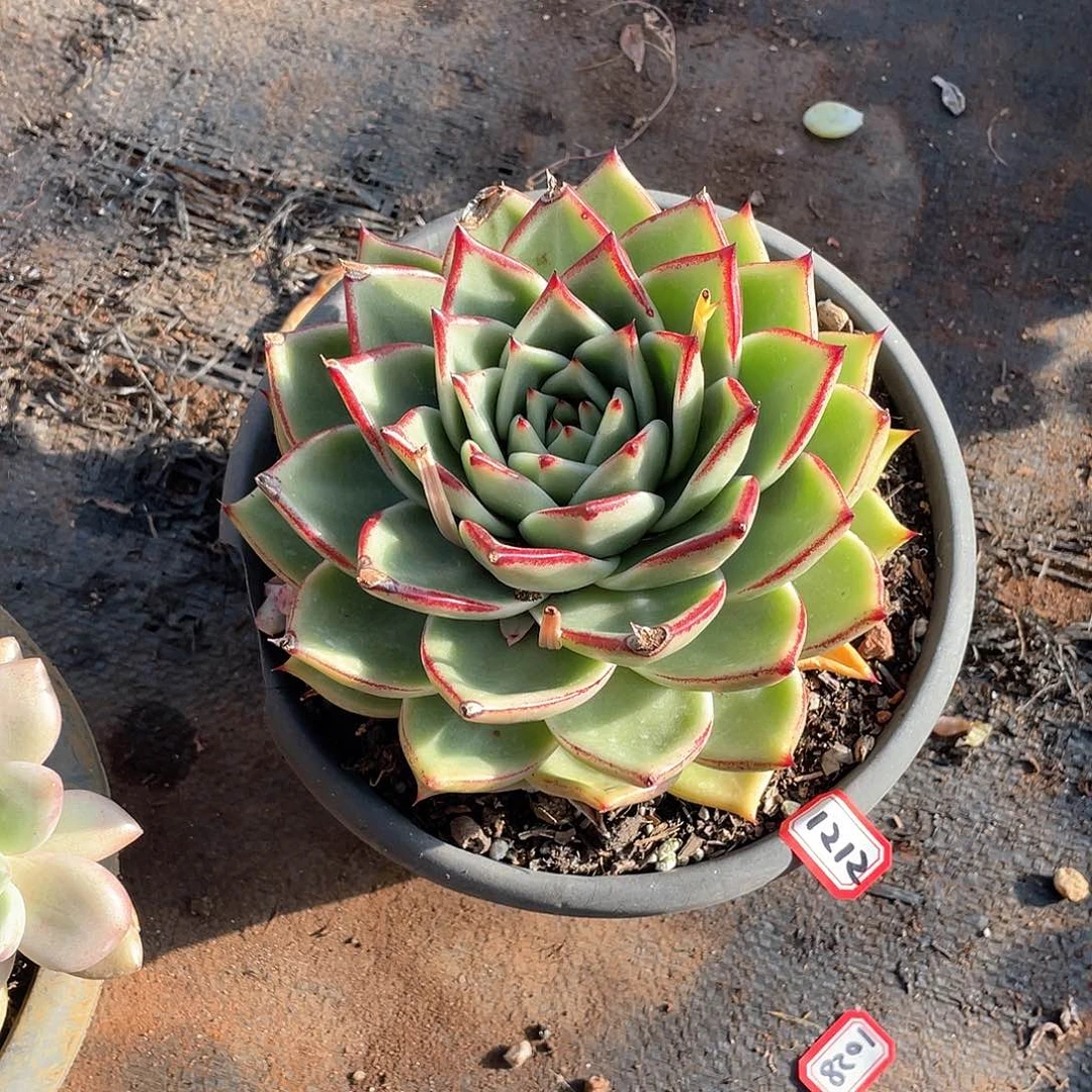 1212乌木 一物一拍多肉