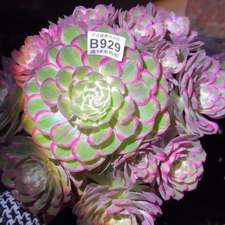 孔缺领多肉法师植物