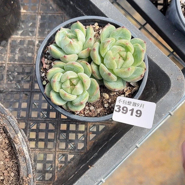 阿雅园艺。 3919珍妮群