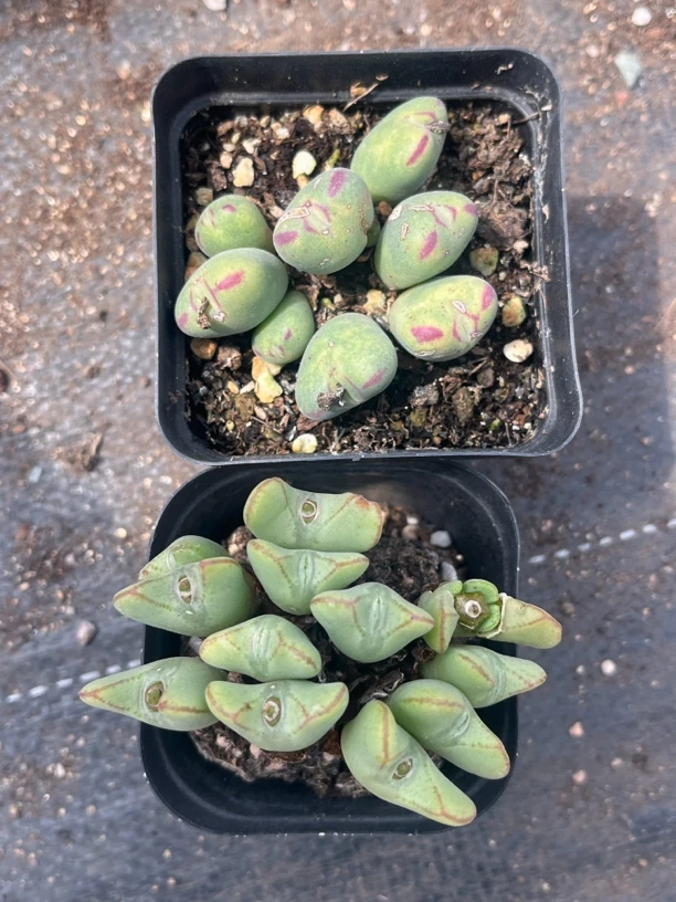 口笛和少将两盆肉锥组合 多肉植物