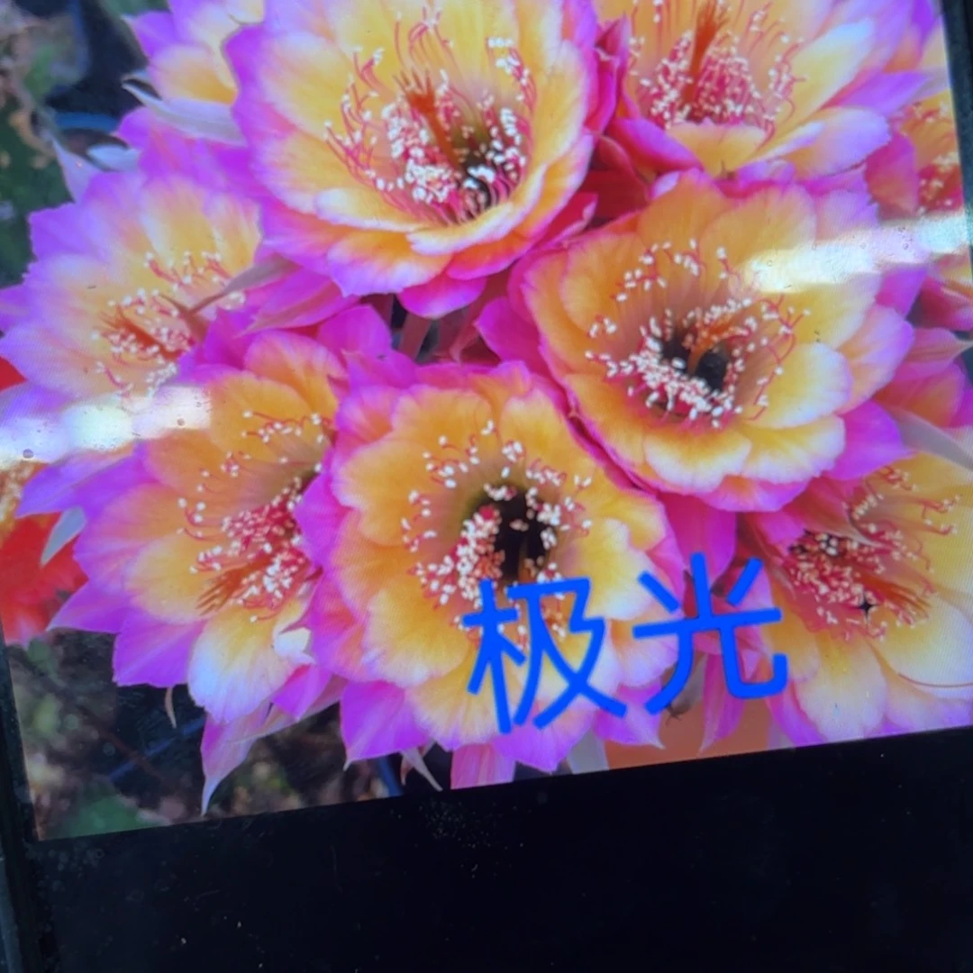 极光侧牙20包邮仙人球41