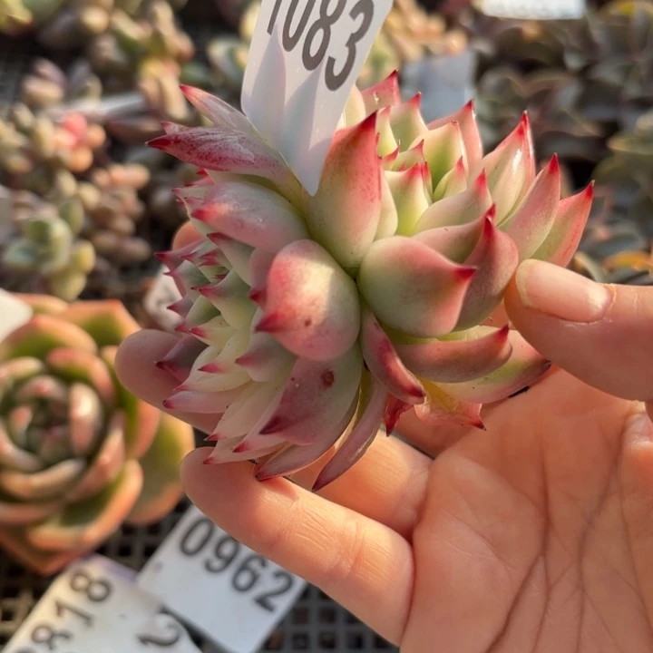 吉娃娃锦多肉植物满18包邮当场凑单