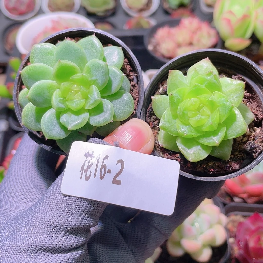 花利美16-2珍妮2颗