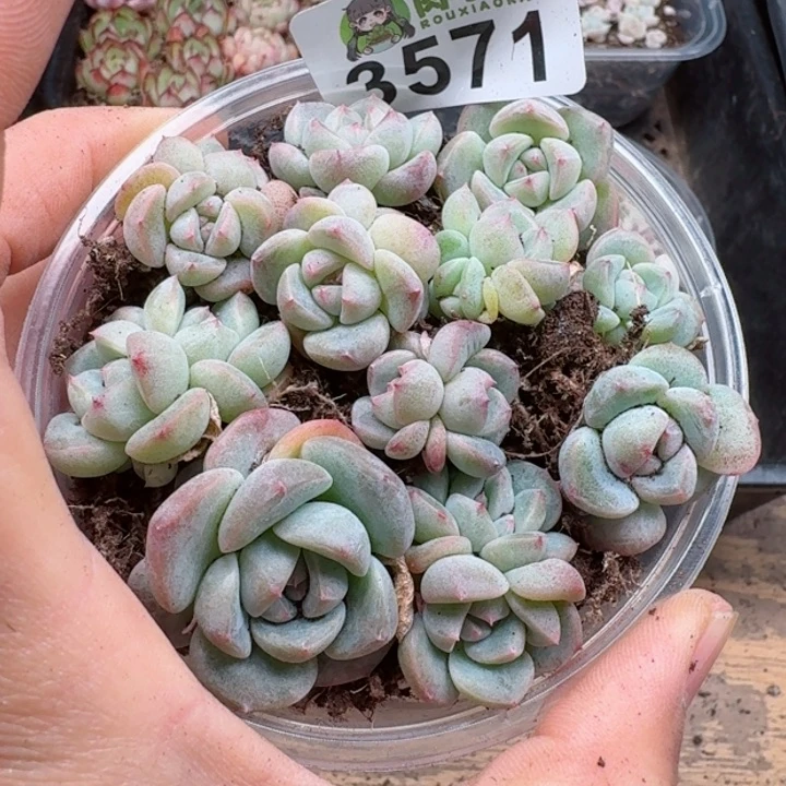 多肉植物多肉植物