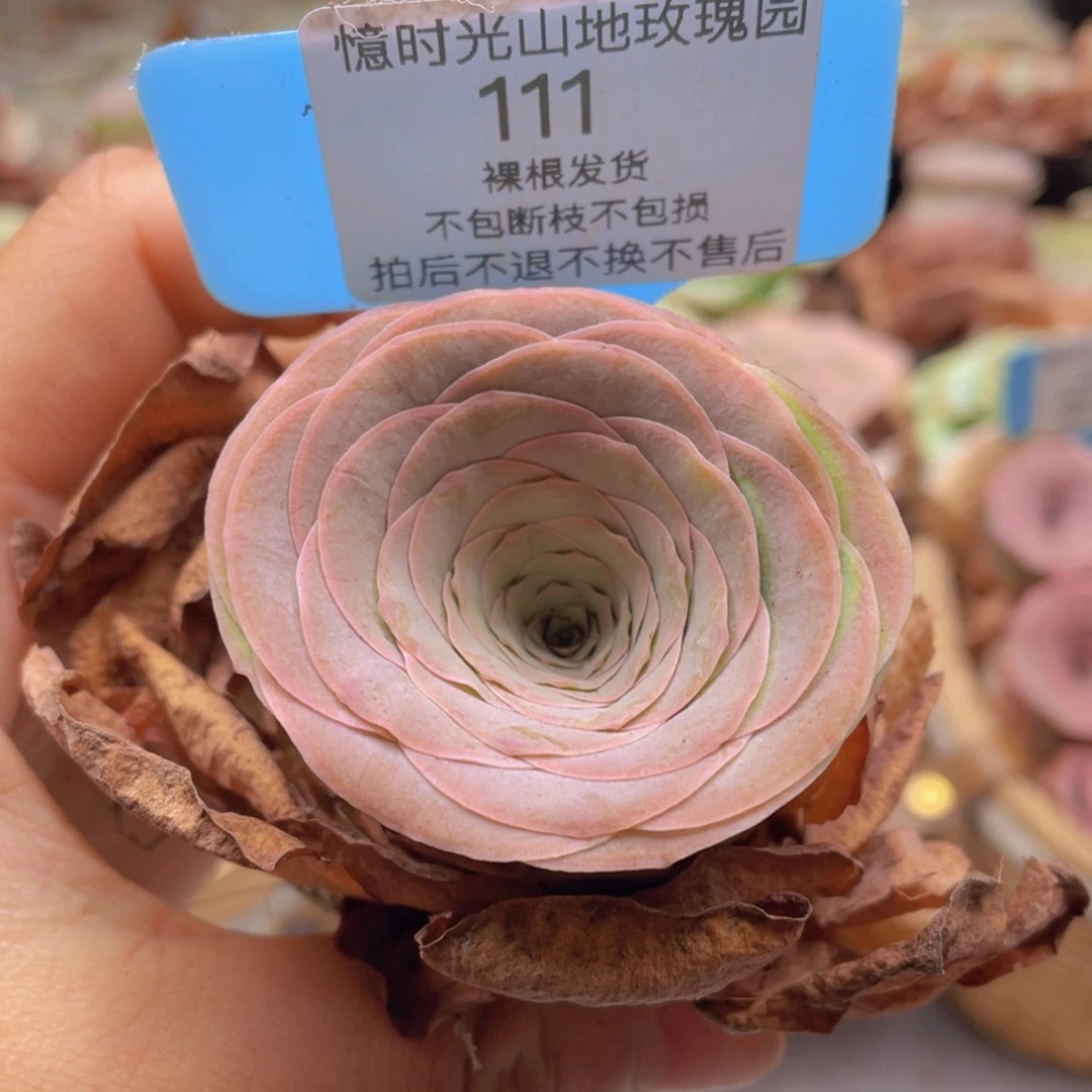 山地玫瑰111裸根发货不售后