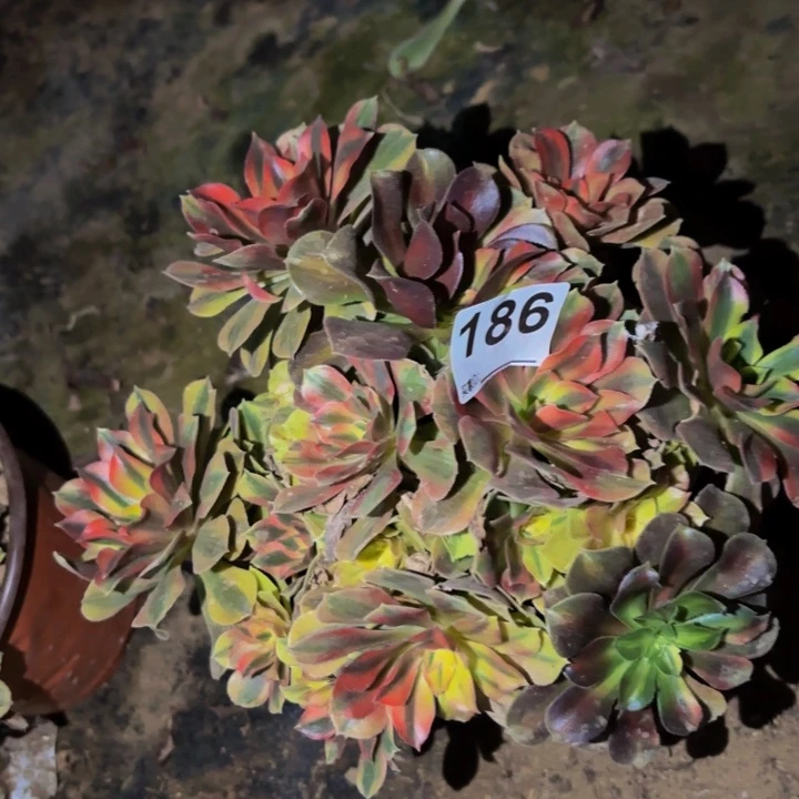 186红袖多肉植物不售后