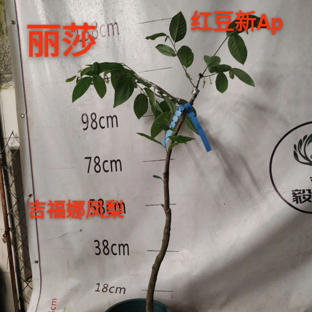 直播间三品释迦嫁接苗链接