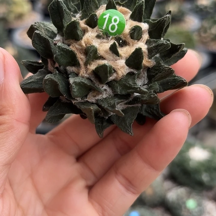 Y***H袖蒲苗接落地仙人球18