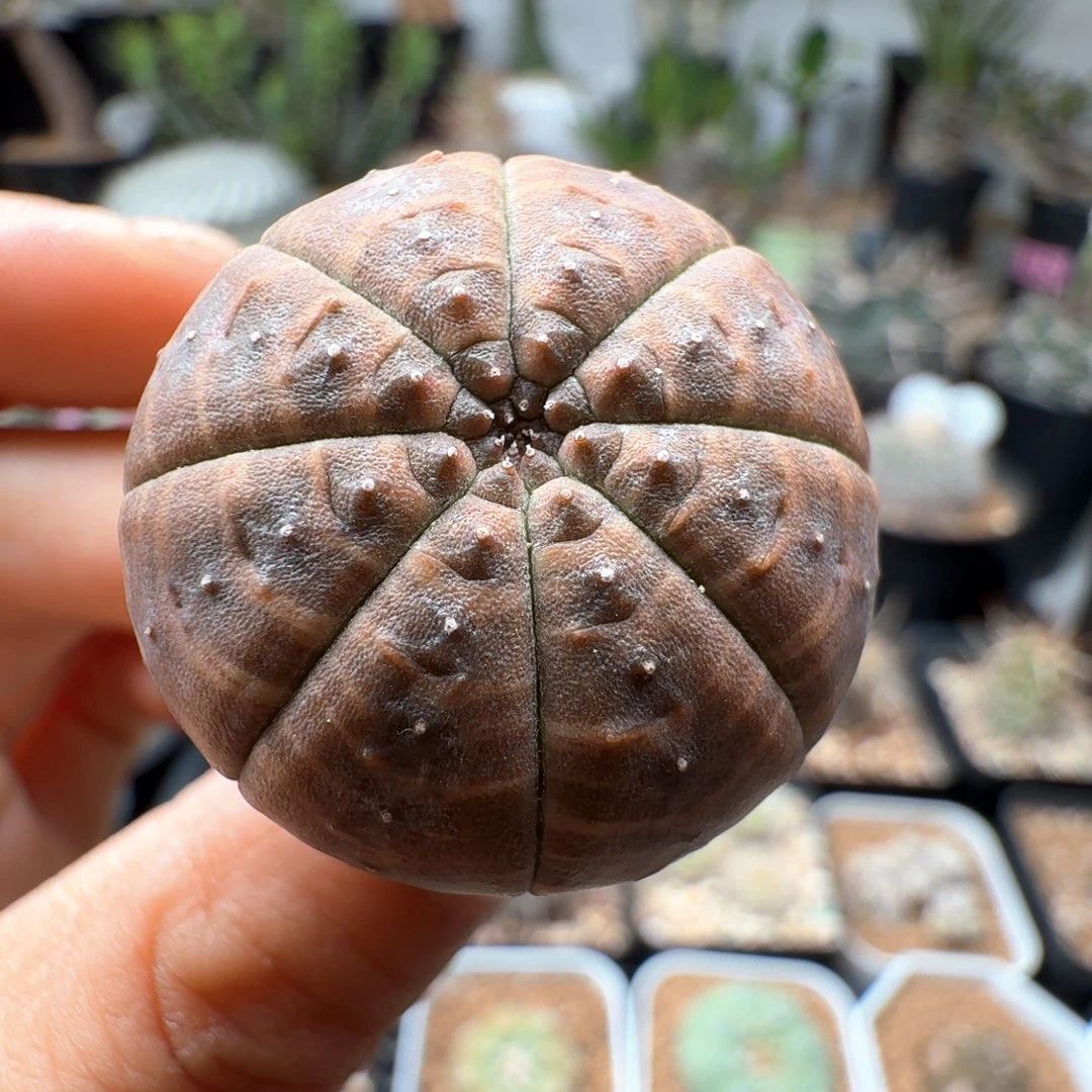 无花朵时****?实生布纹球