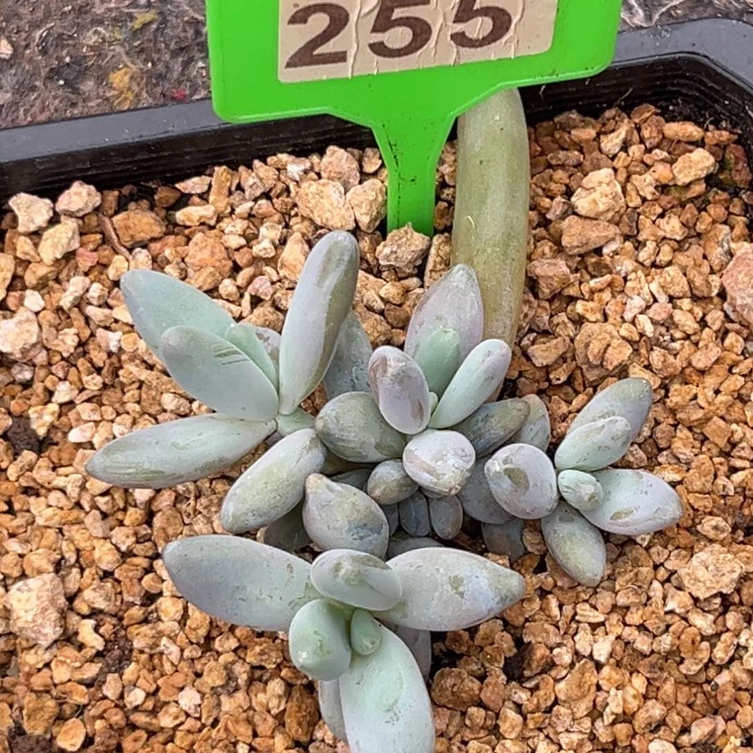 多肉植物企鹅群255