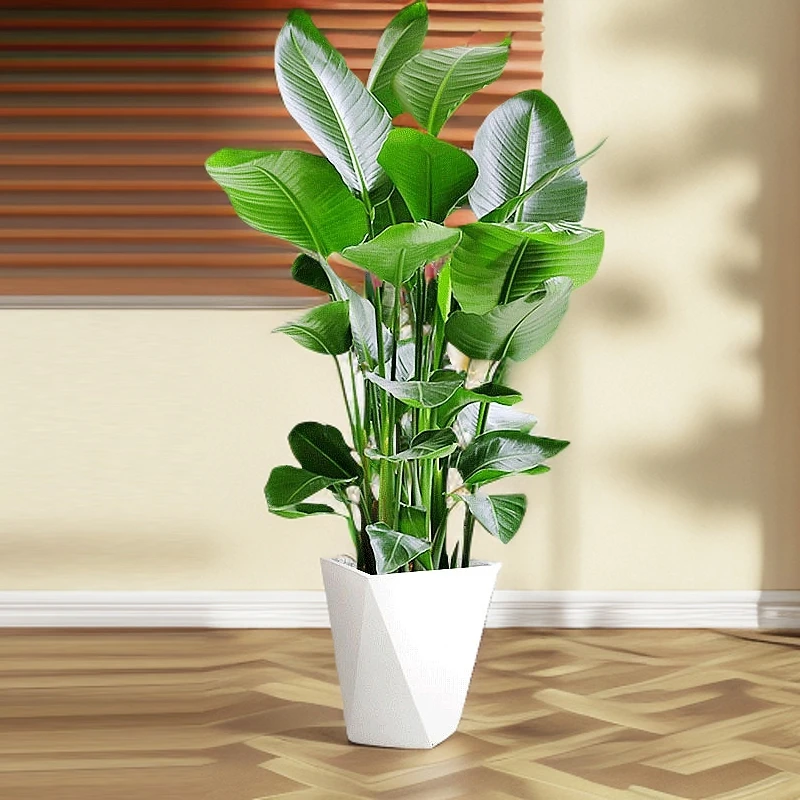 【甄选A苗】90-100cm天堂鸟室内客厅大型绿植好养易活净化空气