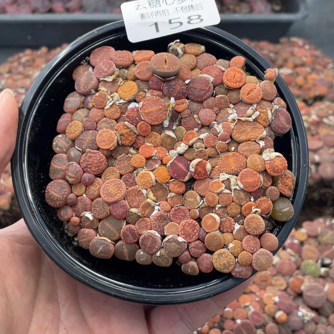 云糖心多肉植物158