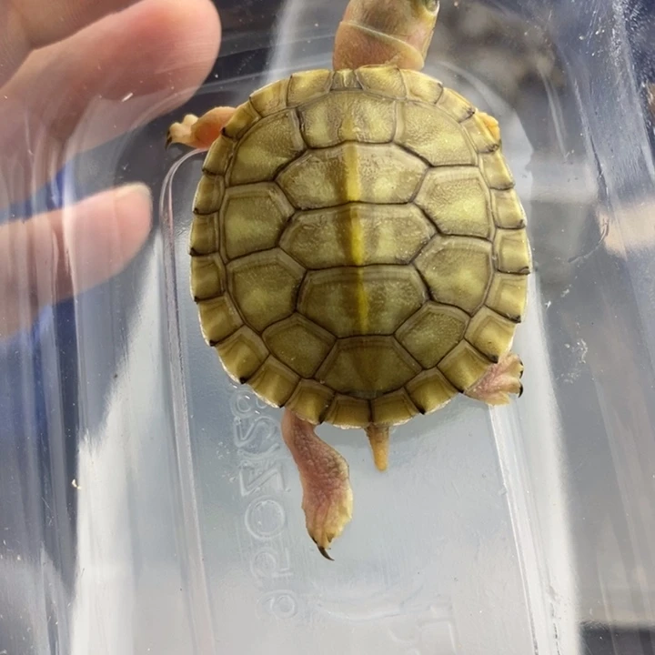 绿毛龟母66666666